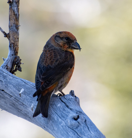 Red Crossbill - Loxia curvirostra