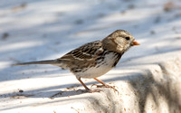 Harris's Sparrow - Zonotrichia querula