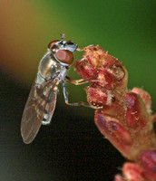 Flower fly 11 - Platycheirus obscurus