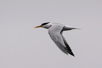 Elegant Tern - Thalasseus elegans
