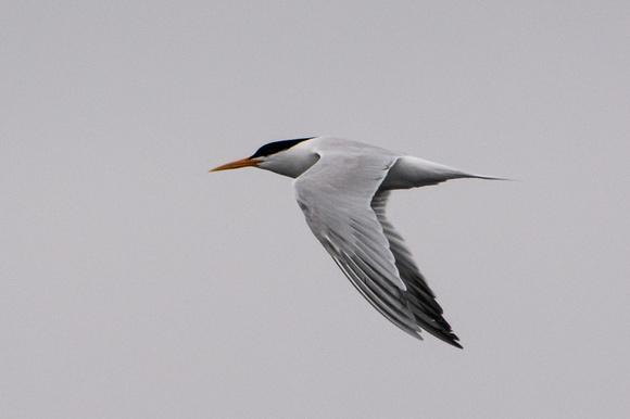 Elegant Tern - Thalasseus elegans