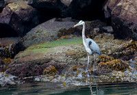 Great Blue Heron - Ardea herodias