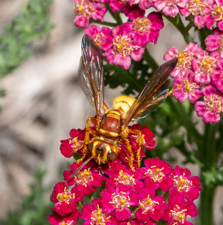 Weevil wasp - Cerceris bicornuta