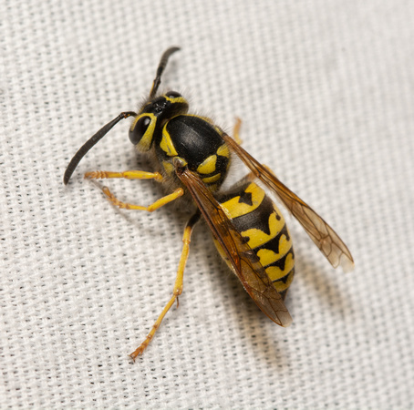 Western Yellowjacket - Vespula pensylvanica