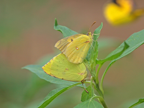 California dogface - Zerene eurydice