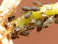Cotton or Melon aphid - Aphis gossypii