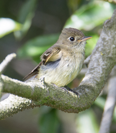 Pacific-slope Flycatcher - Empidonax difficilis