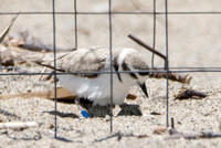 Snowy Plover - Anarhynchus nivosus