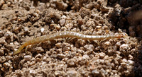 Centipede