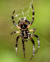 Orb weaver - Metepeira sp