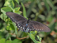 Pipevine Swallowtail - Battus philenor