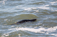 Harbor seal - Phoca vitulina