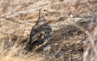 Mourning Dove - Zenaida macroura