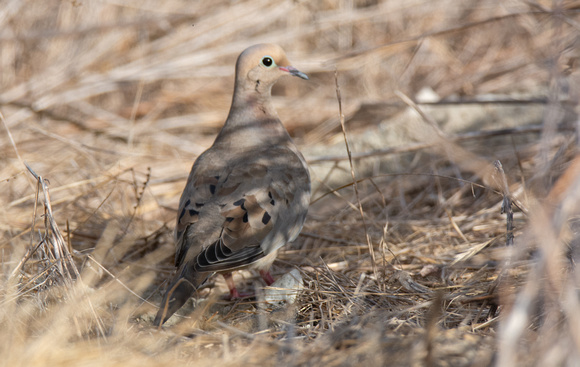 Mourning Dove - Zenaida macroura
