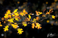 California Black Oak  - Quercus kelloggii