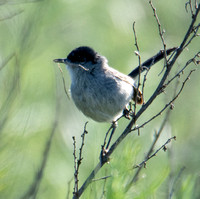 California Gnatcatcher - Polioptila californica