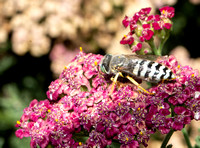 Sand wasp - Bembix americana