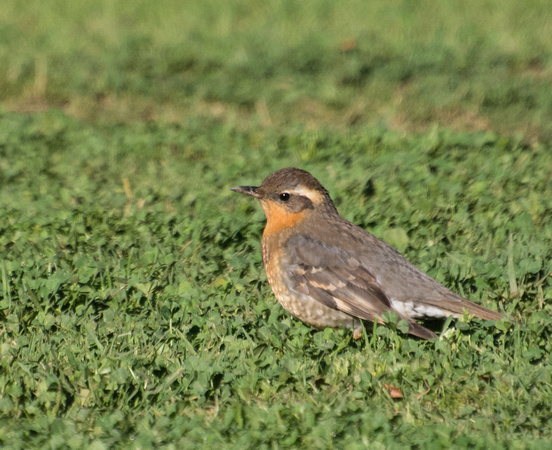 Varied Thrush - Ixoreus naevius