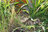 Pacific Rattlesnake - Crotalus oreganus