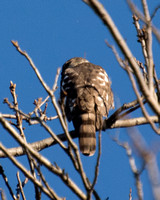 Sharp-shinned Hawk - Accipiter striatus