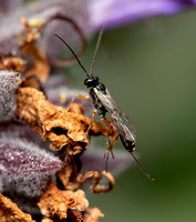 Ichneumon wasp 4 - Unidentified sp. Subfamily Campopleginae