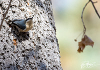 Pygmy Nuthatch - Sitta pygmaea