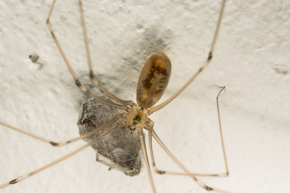 Long-bodied cellar spider - Pholcus phalangioides