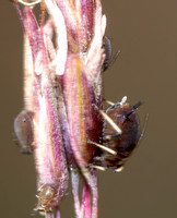 Rusty Plum Aphid - Hysteroneura setariae