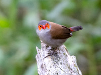 Orange-cheeked Waxbill  - Estrilda melpoda