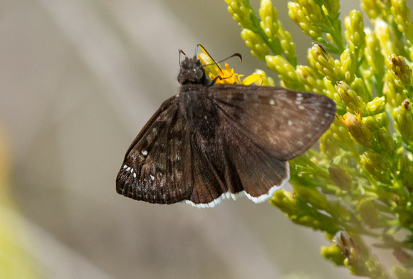 Mournful duskywing - Erynnis tristis