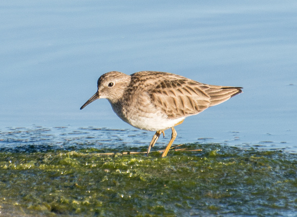 Least Sandpiper - Calidris minutilla