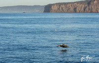 Brown Pelican - Pelecanus occidentalis by the Dana Point Bluff