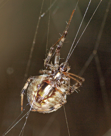 Labyrinth Orb-Weaver - Metepeira sp.