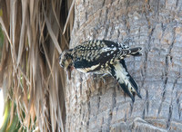 Yellow-bellied Sapsucker - Sphyrapicus varius