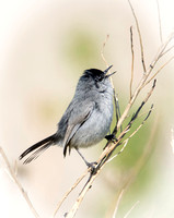 California Gnatcatcher - Polioptila californica