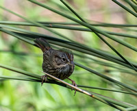 Lincoln's Sparrow - Melospiza lincolnii