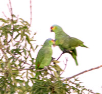 Red-lored Parrot - Amazona autumnalis