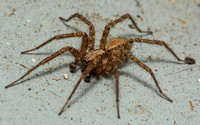 Funnel weaver - Hololena sp