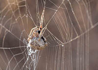 Orb weaver - Araneus andrewsi