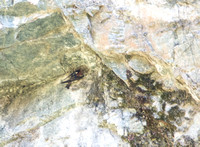Cliff Swallow - Hirundo pyrrhonota