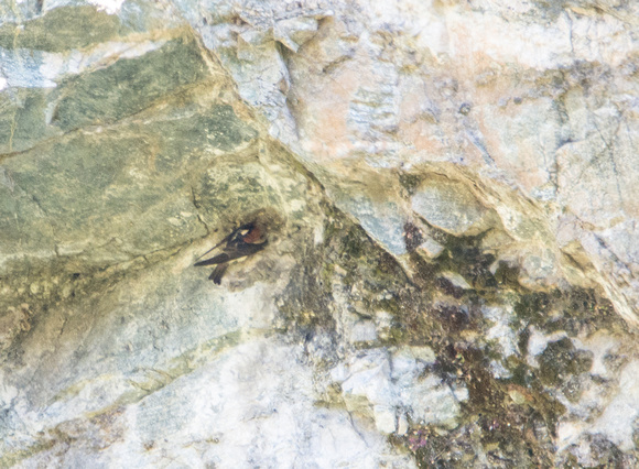 Cliff Swallow - Hirundo pyrrhonota