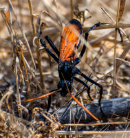 Tarantula Hawk - Pepsis mildei