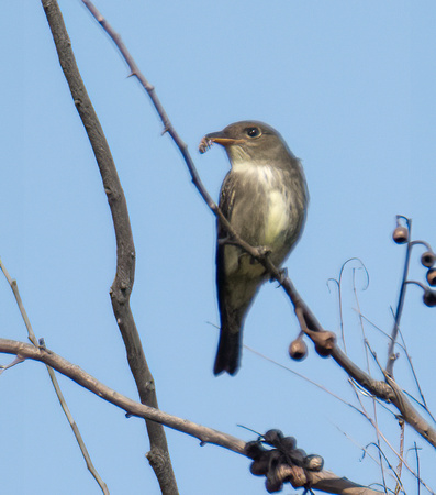 Olive-sided Flycatcher - Contopus cooperi