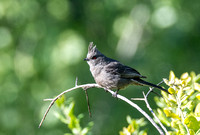Phainopepla - Phainopepla nitens
