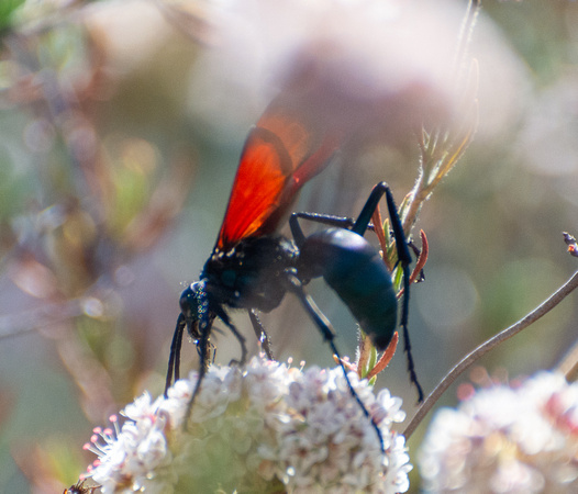 Tarantula Hawk - Pepsis sp.