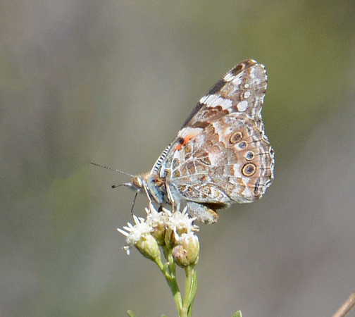 Painted lady - Vanessa cardui