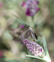 Four spurred assassin bug - Zelus tetracanthus