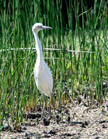 Little Blue Heron - Egretta caerulea