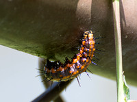 Gulf fritillary - Agraulis vanillae
