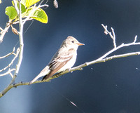 Ash-throated Flycatcher - Myiarchus cinerascens